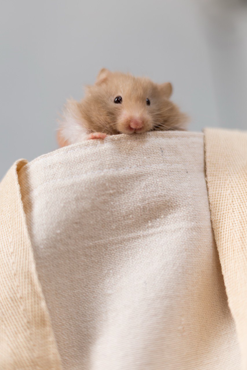 Hamster Soft Touch Tee